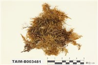 藏品(錦苔科)的圖片